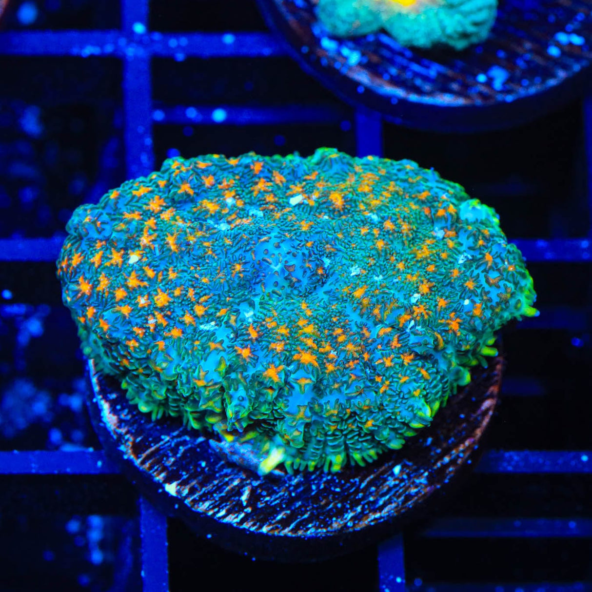 TSA Space Glitter Rhodactis Mushroom Coral