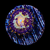 TSA Space Leopard Zoanthids Coral