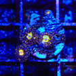 TSA Space Leopard Zoanthids Coral