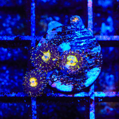 TSA Space Leopard Zoanthids Coral