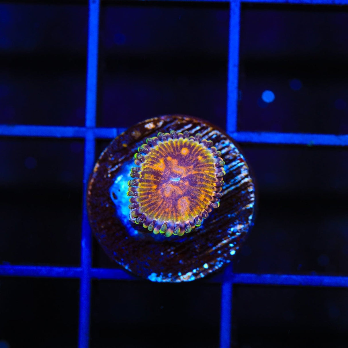 TSA Space Leopard Zoanthids Coral