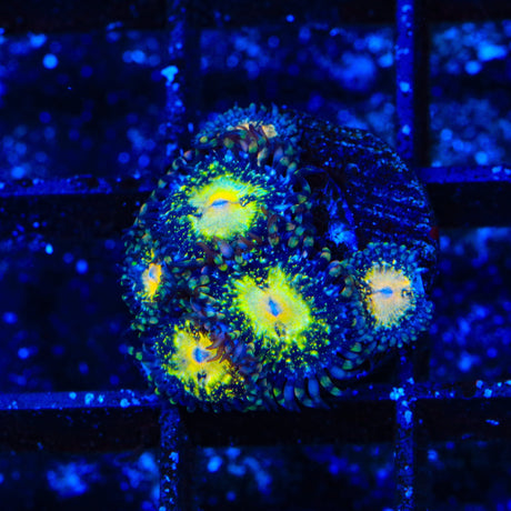 TSA Space Leopard Zoanthids Coral