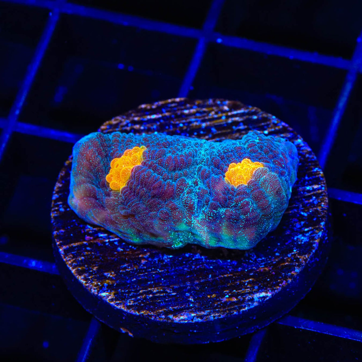 TSA Space Out Chalice Coral
