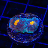 TSA Space Out Chalice Coral