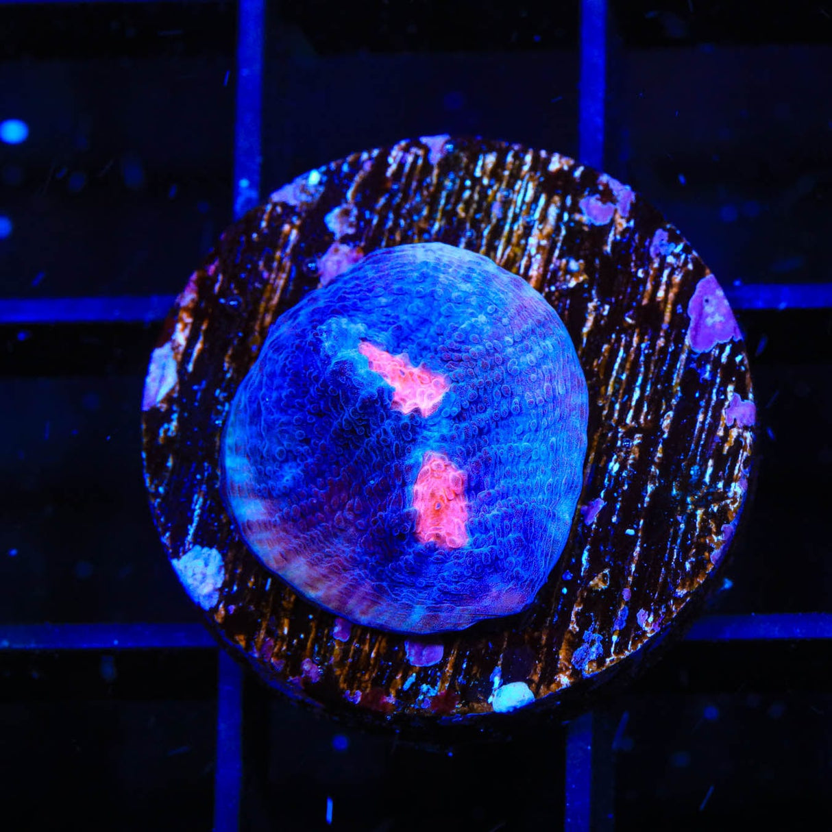 TSA Space Out Chalice Coral