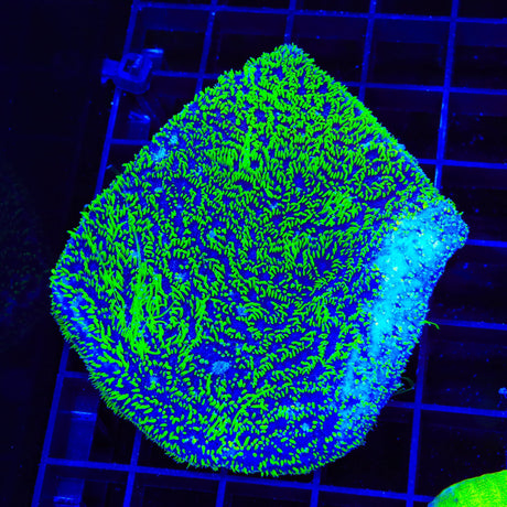 TSA Space Ranger Lithophyllon Colony Coral