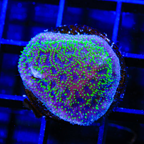 TSA Space Ranger Lithophyllon Coral