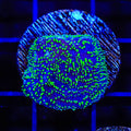 TSA Space Ranger Lithophyllon Coral