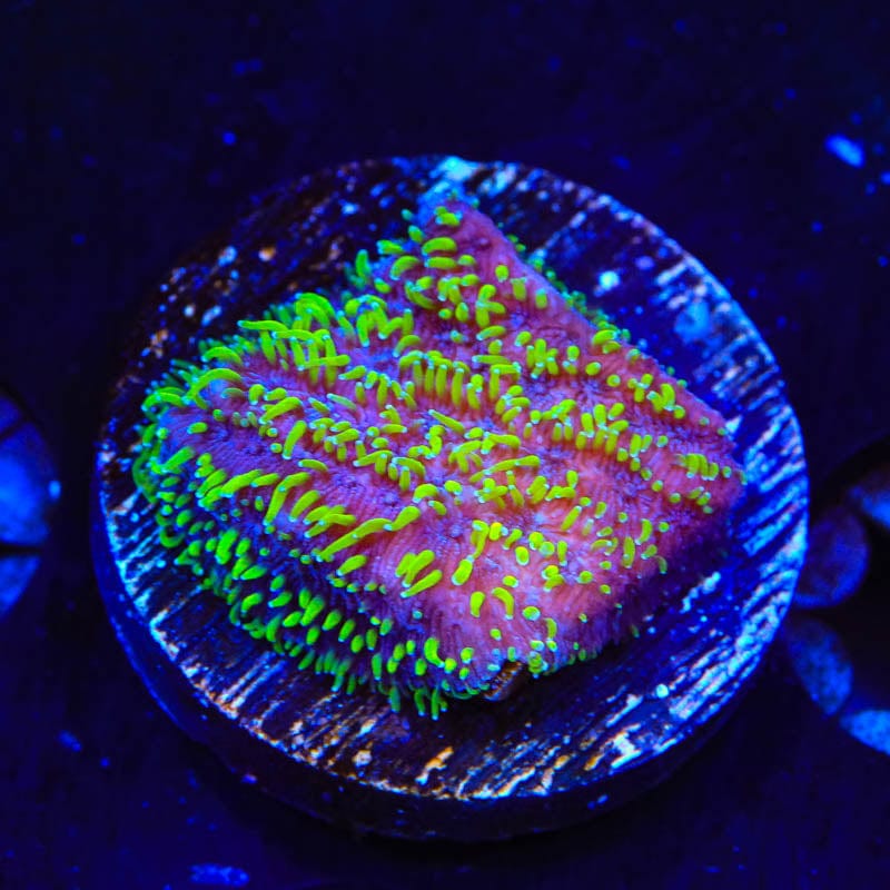 TSA Space Ranger Lithophyllon Coral