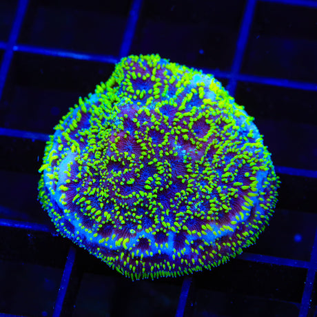 TSA Space Ranger Lithophyllon Coral