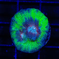 TSA Space Sugar Chalice Coral