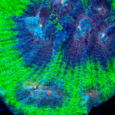 TSA Space Sugar Chalice Coral