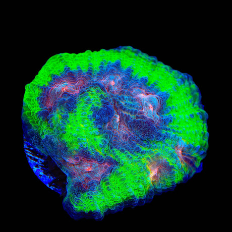 TSA Space Sugar Chalice Coral