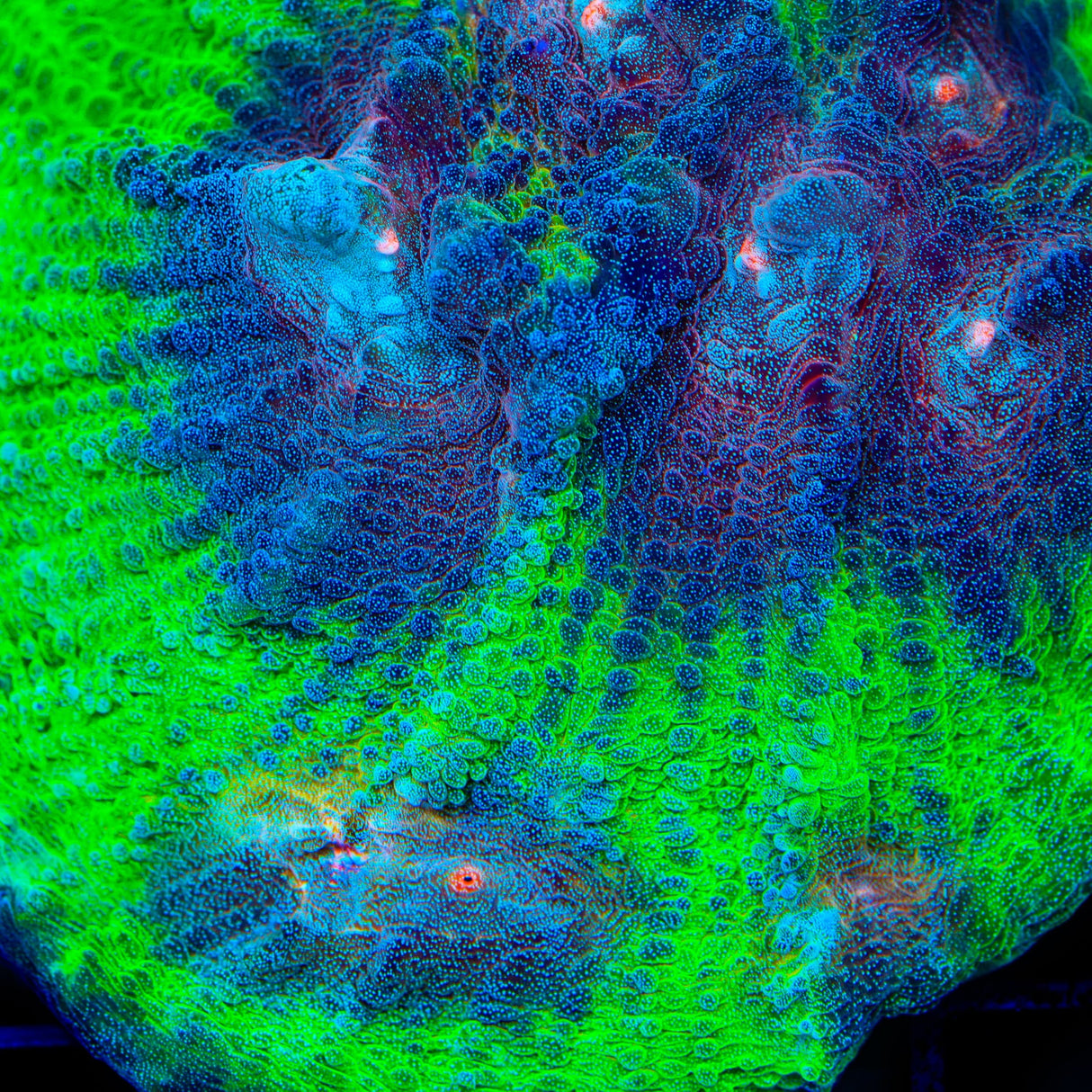 TSA Space Sugar Chalice Coral