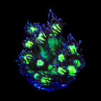 TSA Sparkle Goniopora Coral