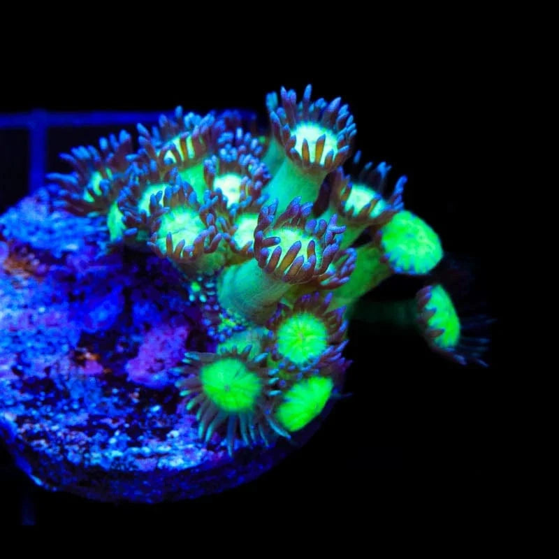 TSA Sparkle Goniopora Coral