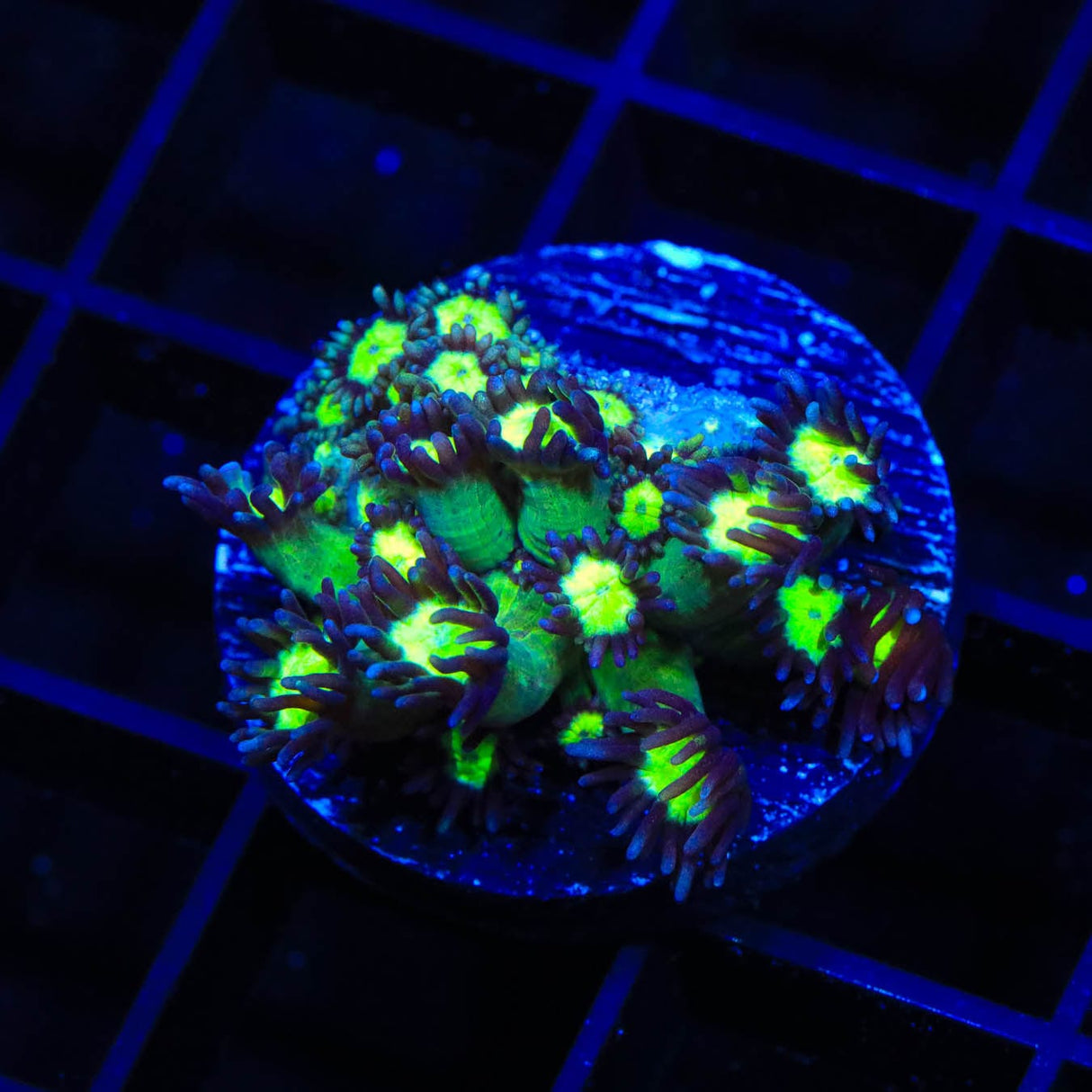 TSA Sparkle Goniopora Coral