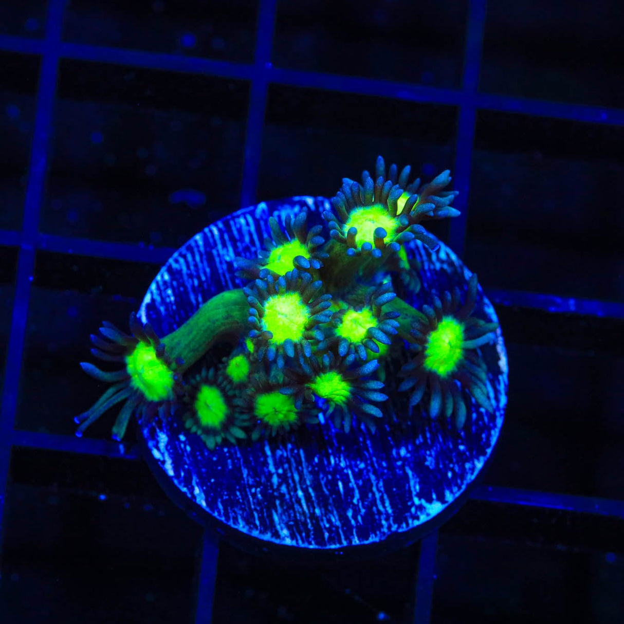 TSA Sparkle Goniopora Coral