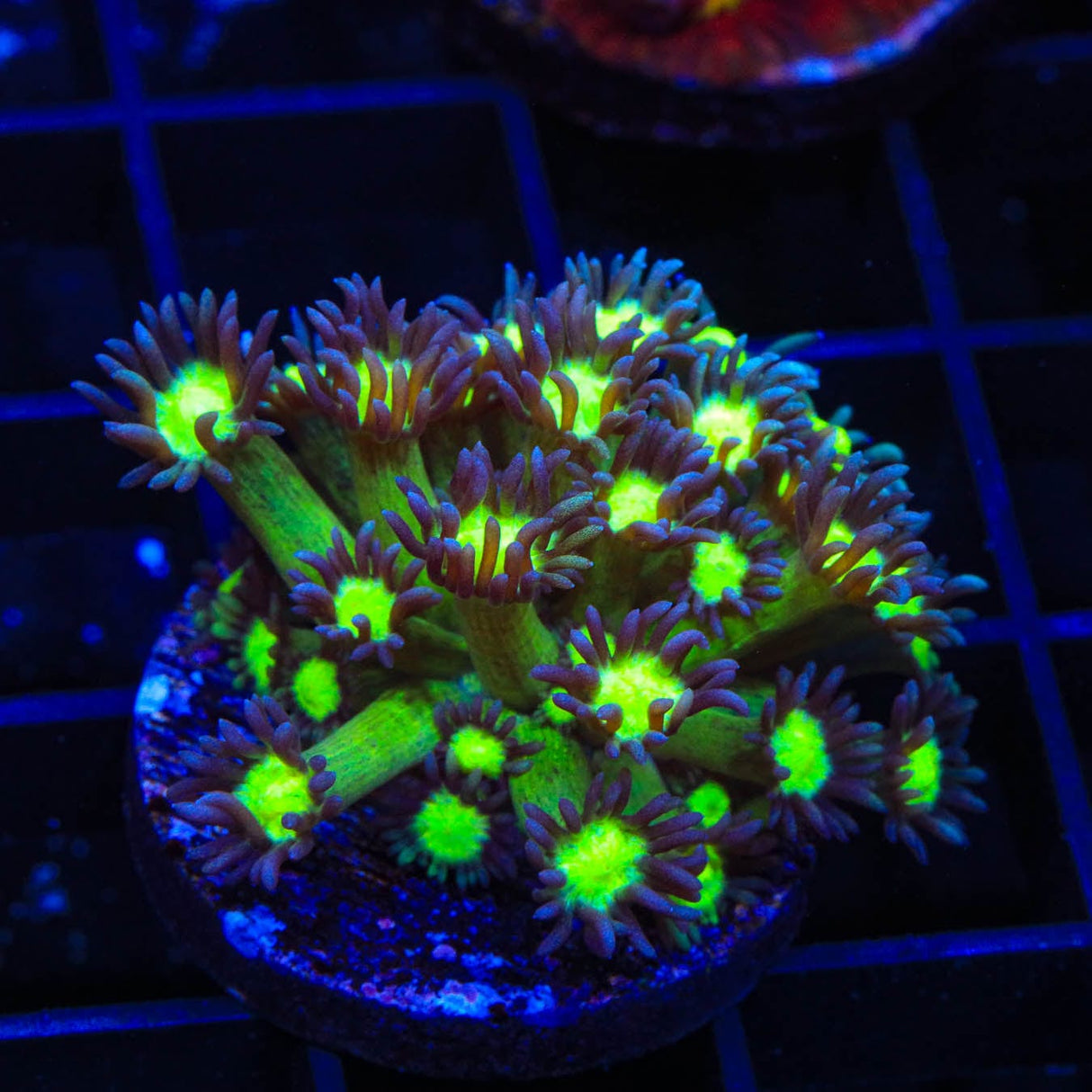 TSA Sparkle Goniopora Coral