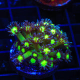 TSA Sparkle Goniopora Coral