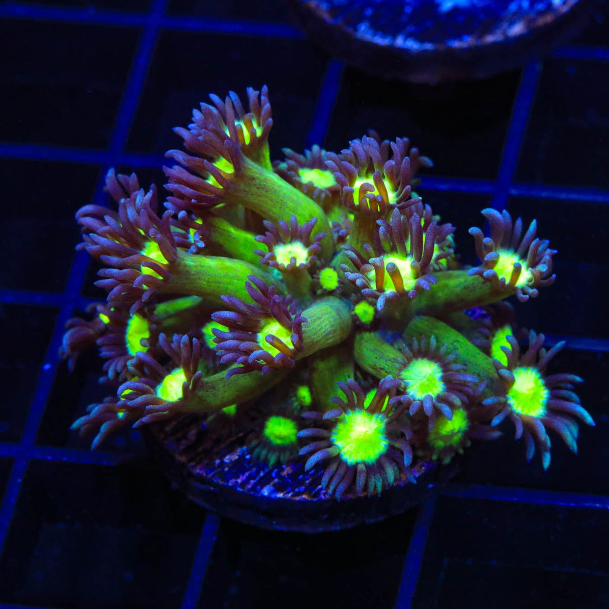TSA Sparkle Goniopora Coral