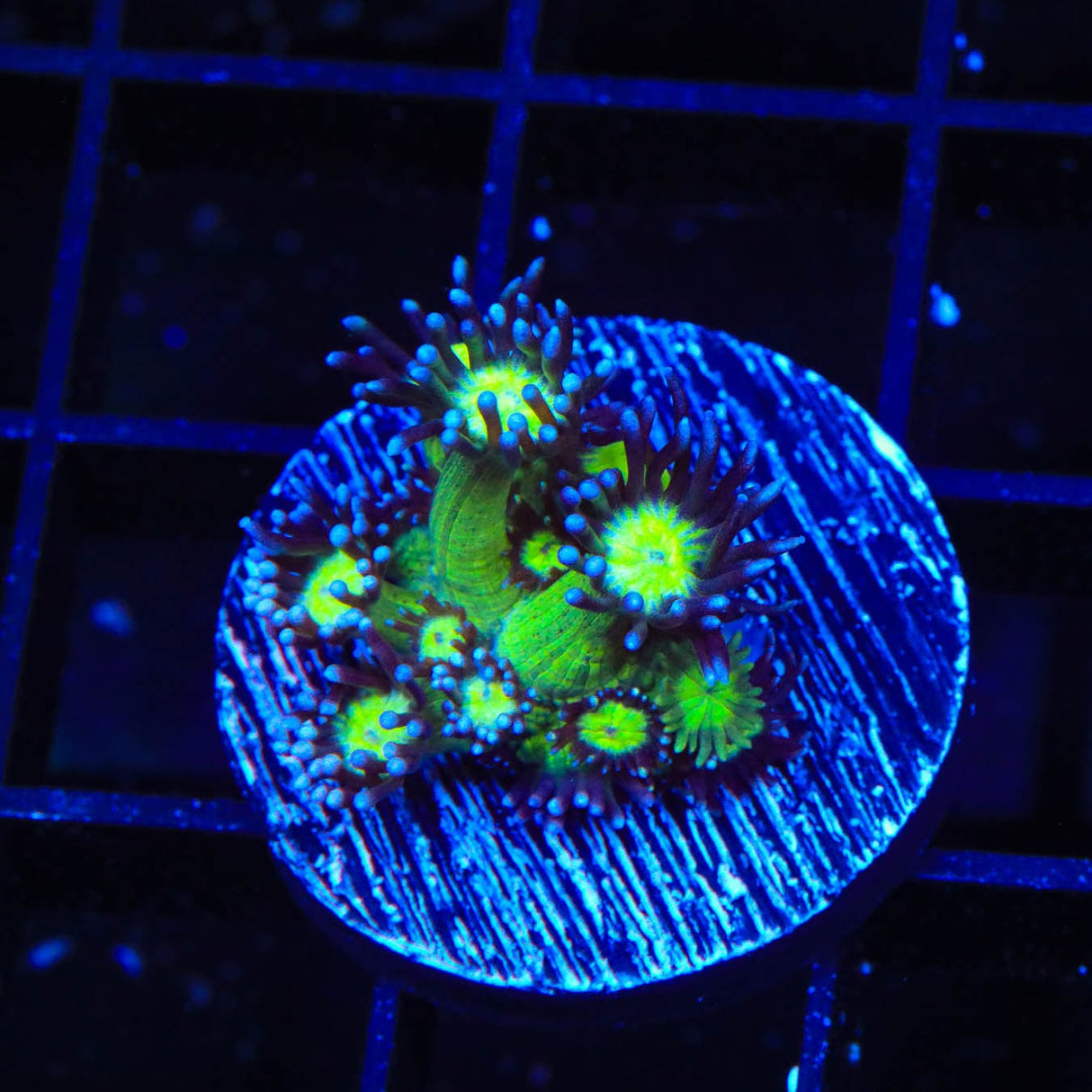 TSA Sparkle Goniopora Coral