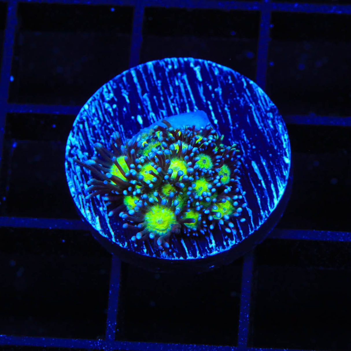 TSA Sparkle Goniopora Coral