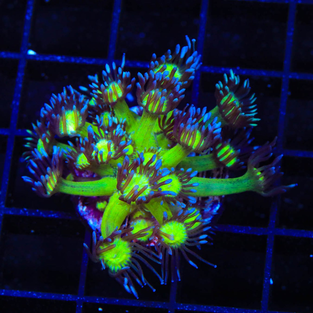 TSA Sparkle Goniopora Coral