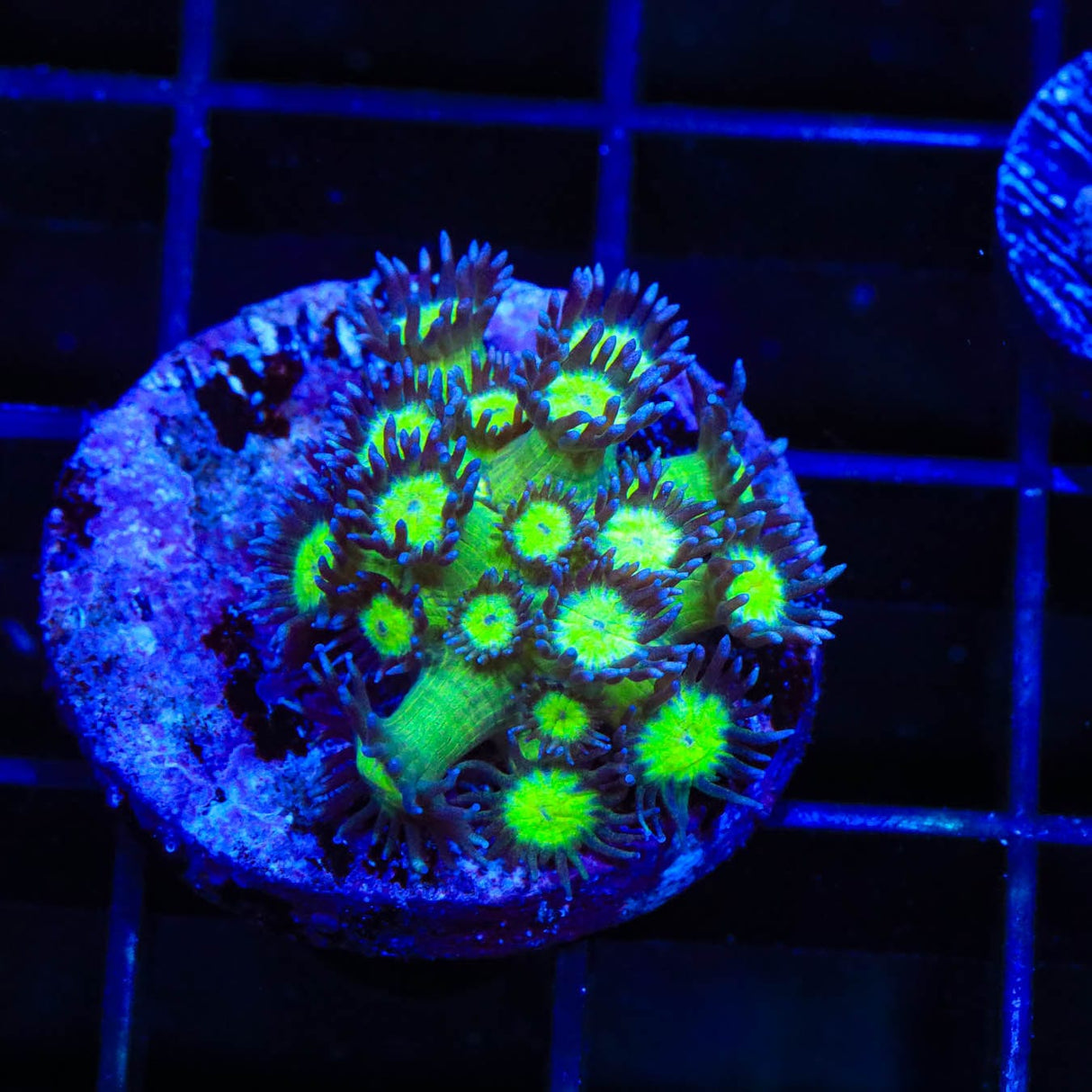 TSA Sparkle Goniopora Coral