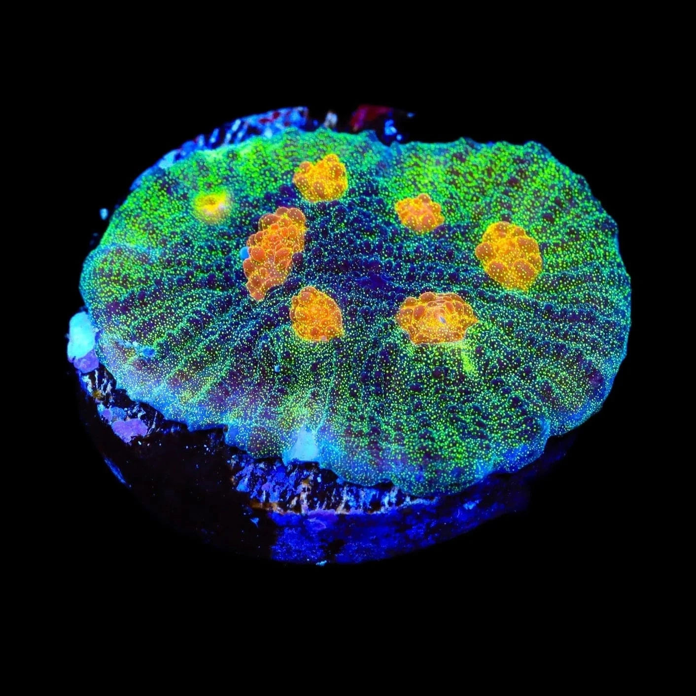 TSA Sparkle Invader Chalice Coral