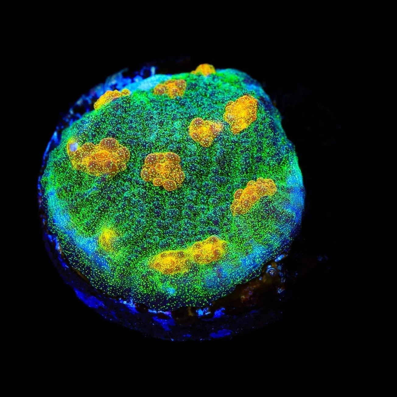 TSA Sparkle Invader Chalice Coral