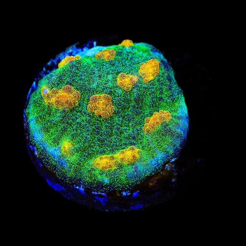 TSA Sparkle Invader Chalice Coral