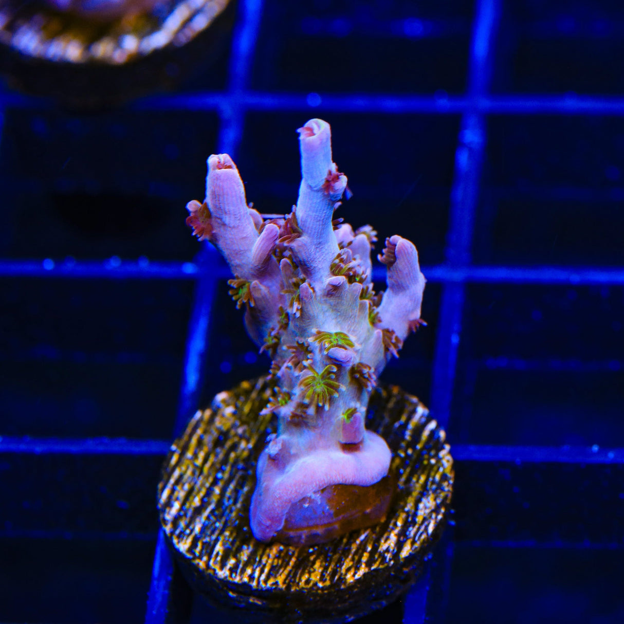 TSA Sparkler Acropora Coral