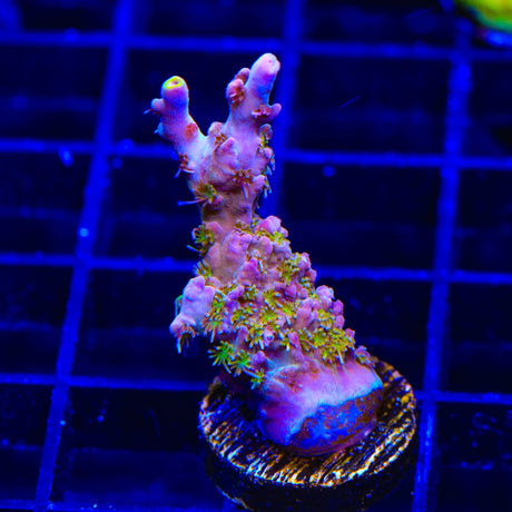 TSA Sparkler Acropora Coral