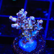 TSA Sparkler Acropora Coral