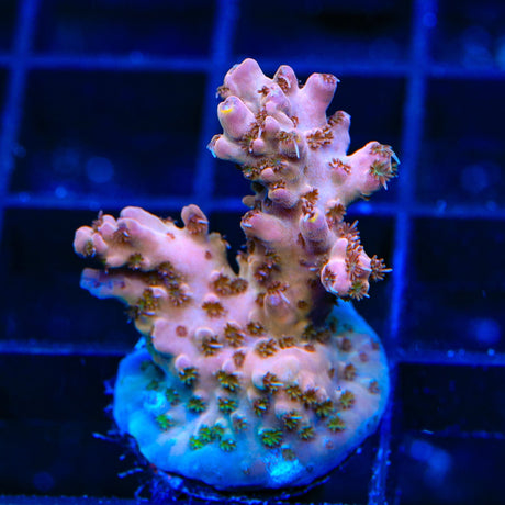 TSA Sparkler Acropora XL Frag Coral