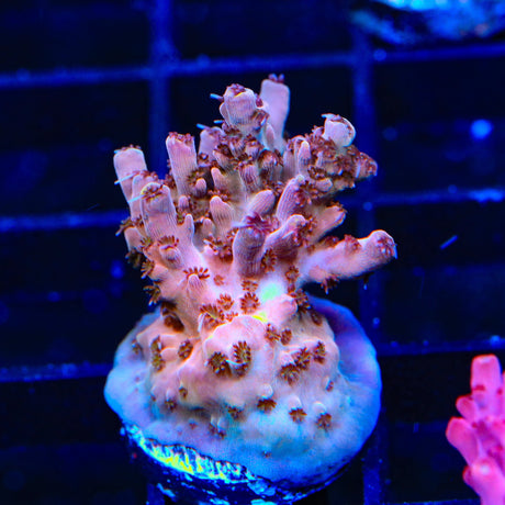 TSA Sparkler Acropora XL Frag Coral