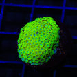 TSA Spearmint Candy Alveopora Coral