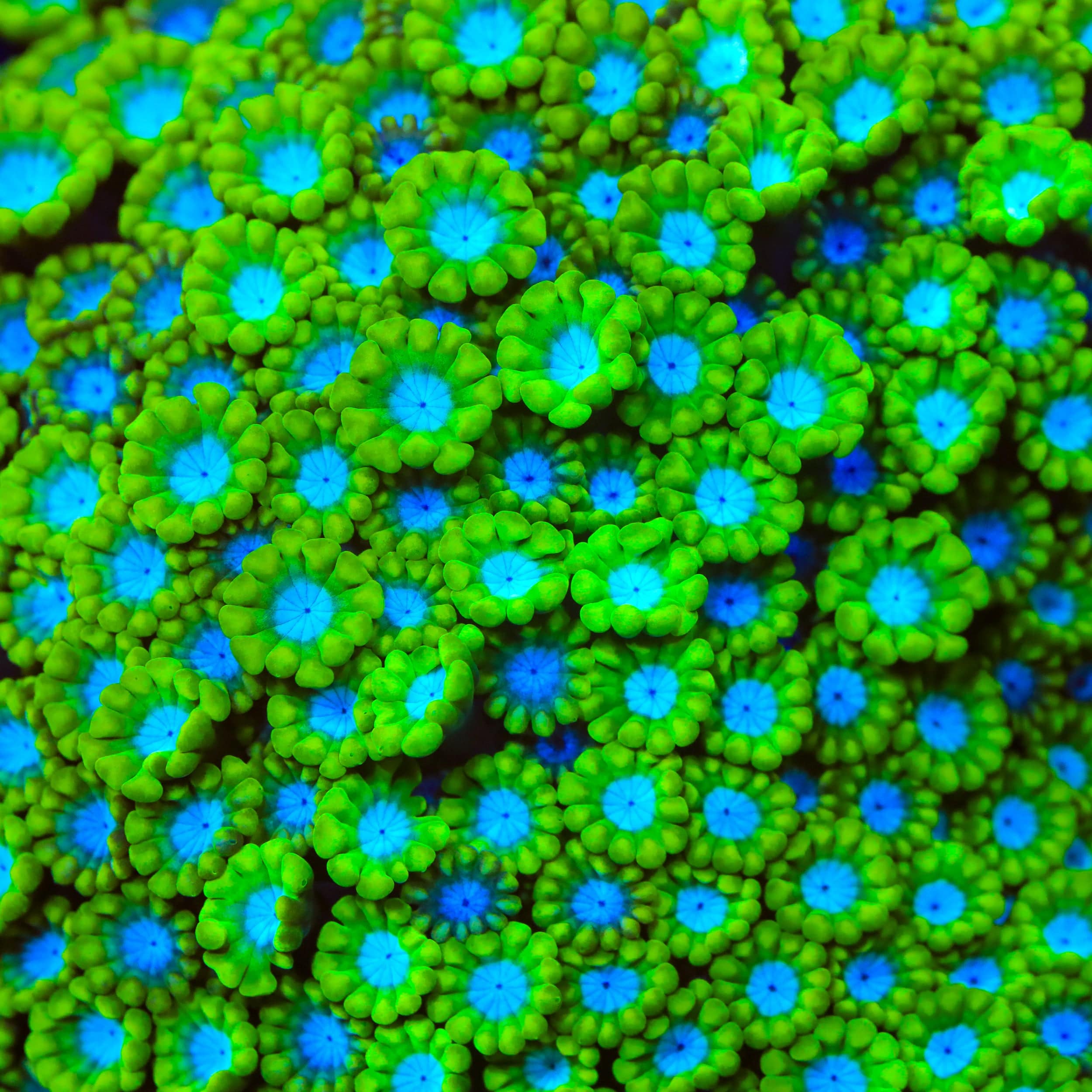 TSA Spearmint Candy Alveopora Coral