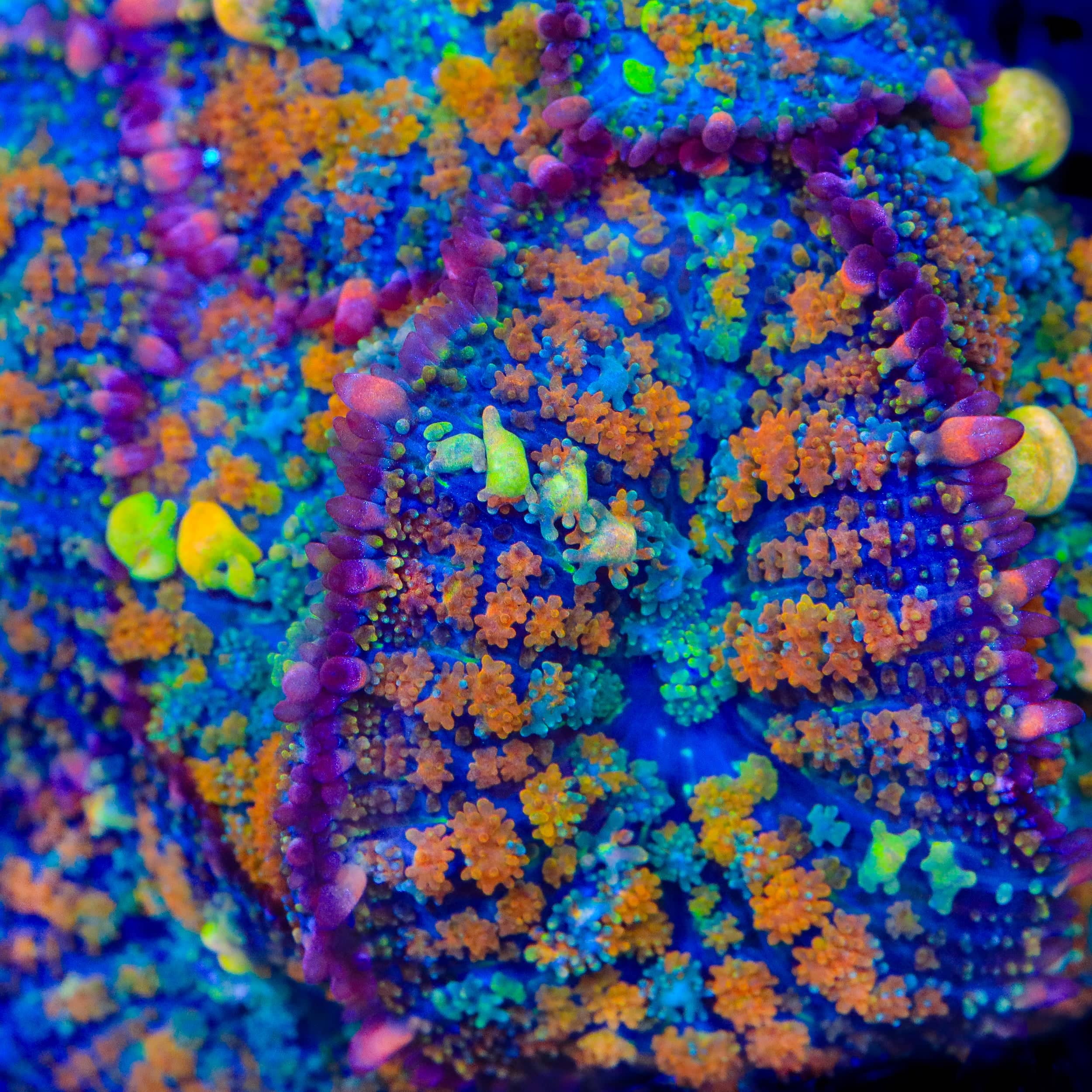 TSA Splash Art Bounce Mushroom Coral