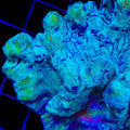 TSA Splash Art Pectinia Coral
