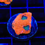 TSA Splash of Juice Echinata Coral