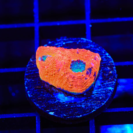 TSA Splash of Juice Echinata Coral