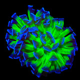 TSA Splatter Stalk Hammer Coral