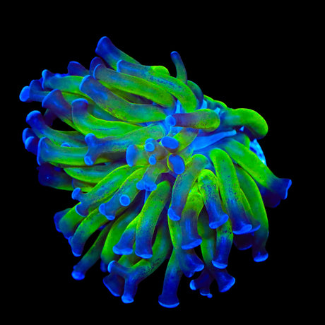 TSA Splatter Stalk Hammer Coral