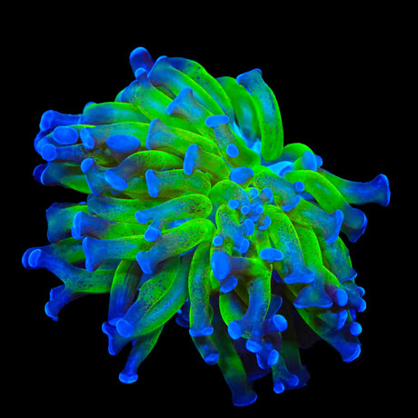 TSA Splatter Stalk Hammer Coral