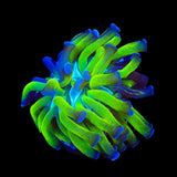 TSA Splatter Stalk Hammer Coral