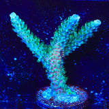 TSA Sprocket Acropora Coral