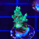 TSA Sprocket Acropora Coral