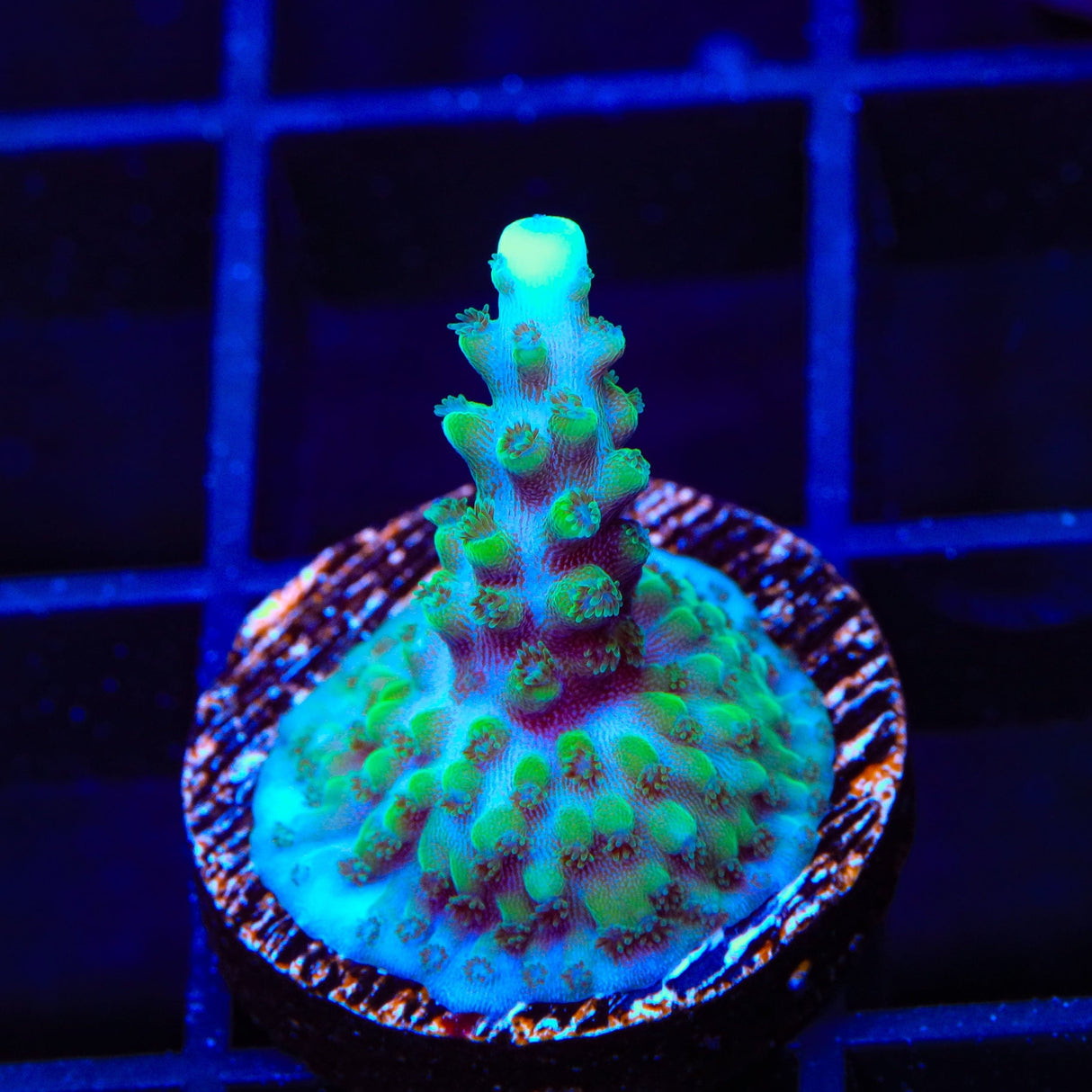 TSA Sprocket Acropora Coral